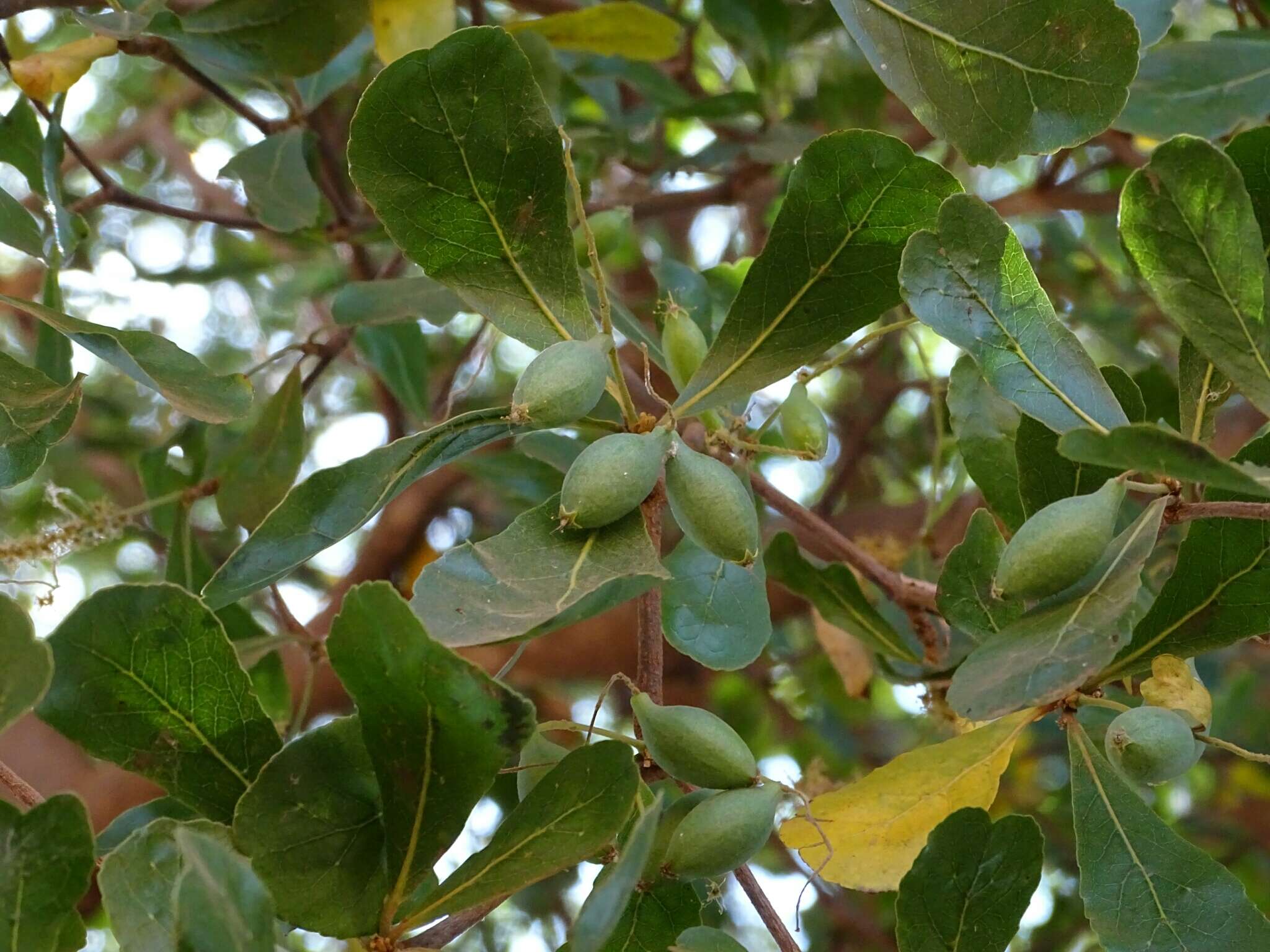 Image of Terminalia neotaliala Capuron