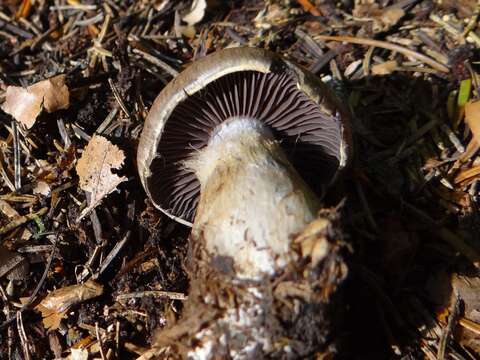 Image of Cortinarius infractus (Pers.) Fr. 1838