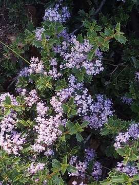 Image of Jepson ceanothus