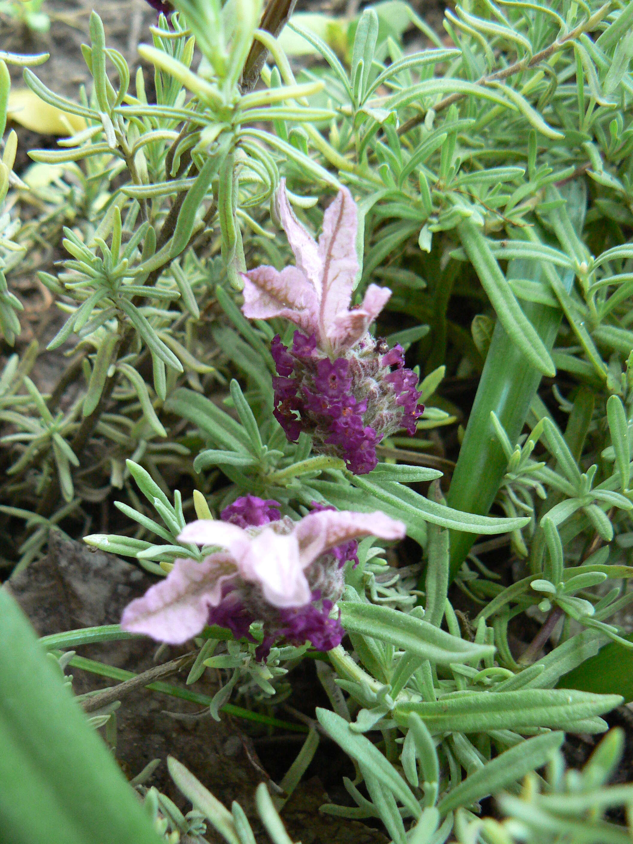 Image of French lavender