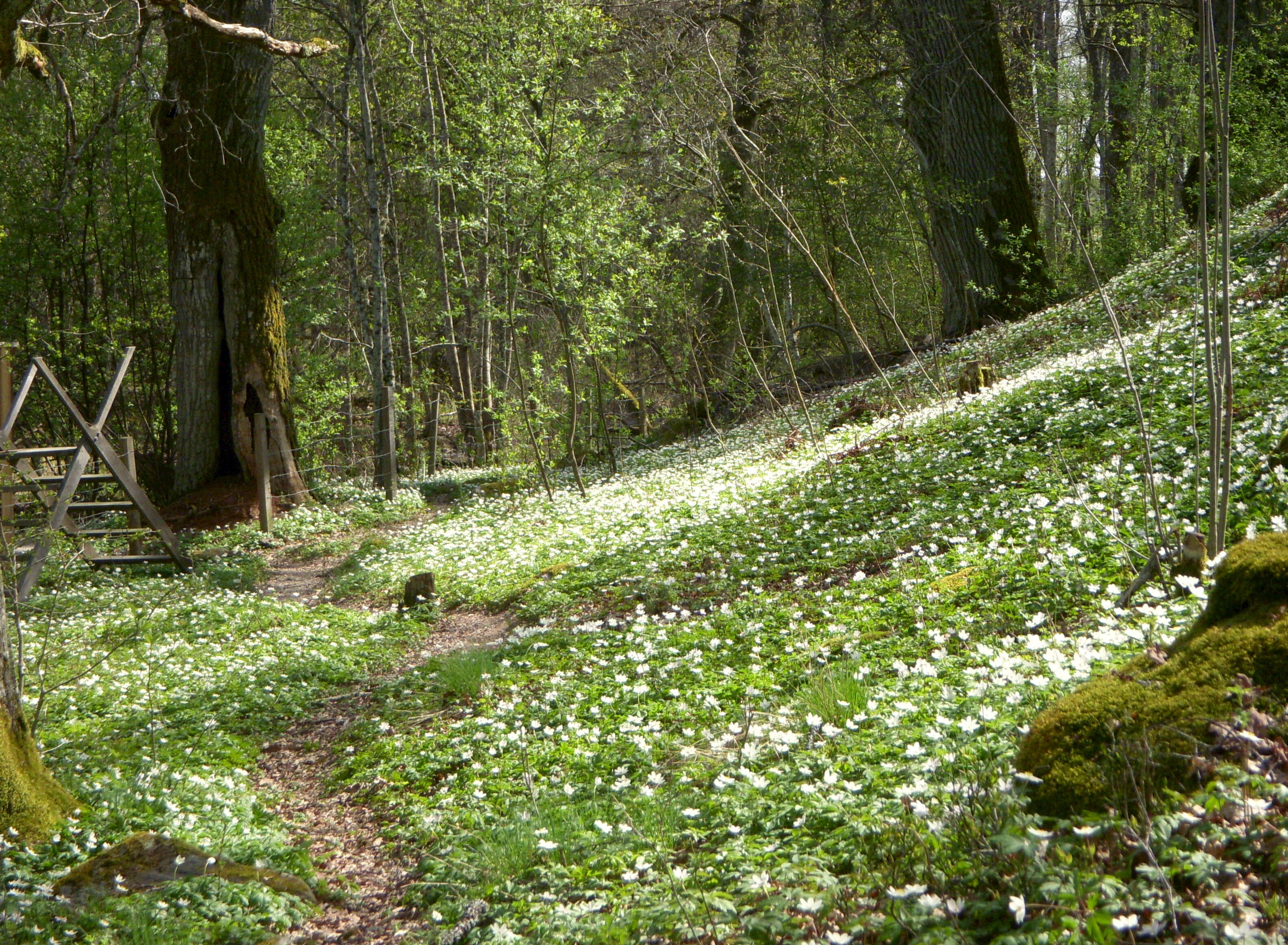 Imagem de Anemone nemorosa L.