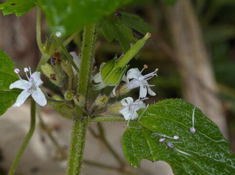 Plancia ëd Mentha laxiflora Benth.