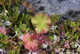 Image of Caltha-Leaf Avens