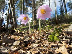 Image of Eastern Pasque Flower