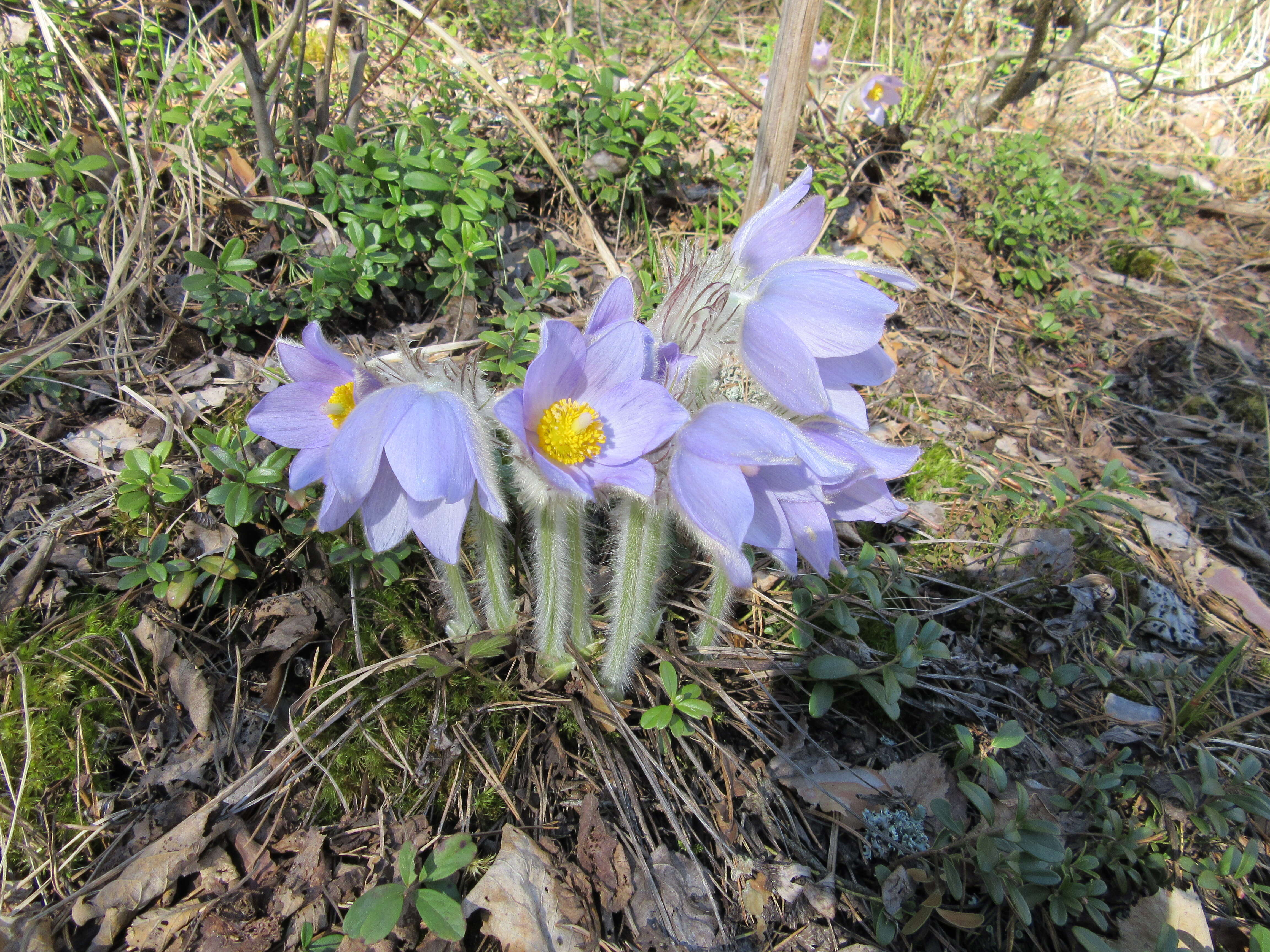 Image of Eastern Pasque Flower