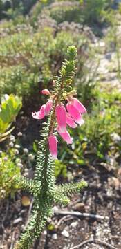 Sivun Erica bauera subsp. bauera kuva