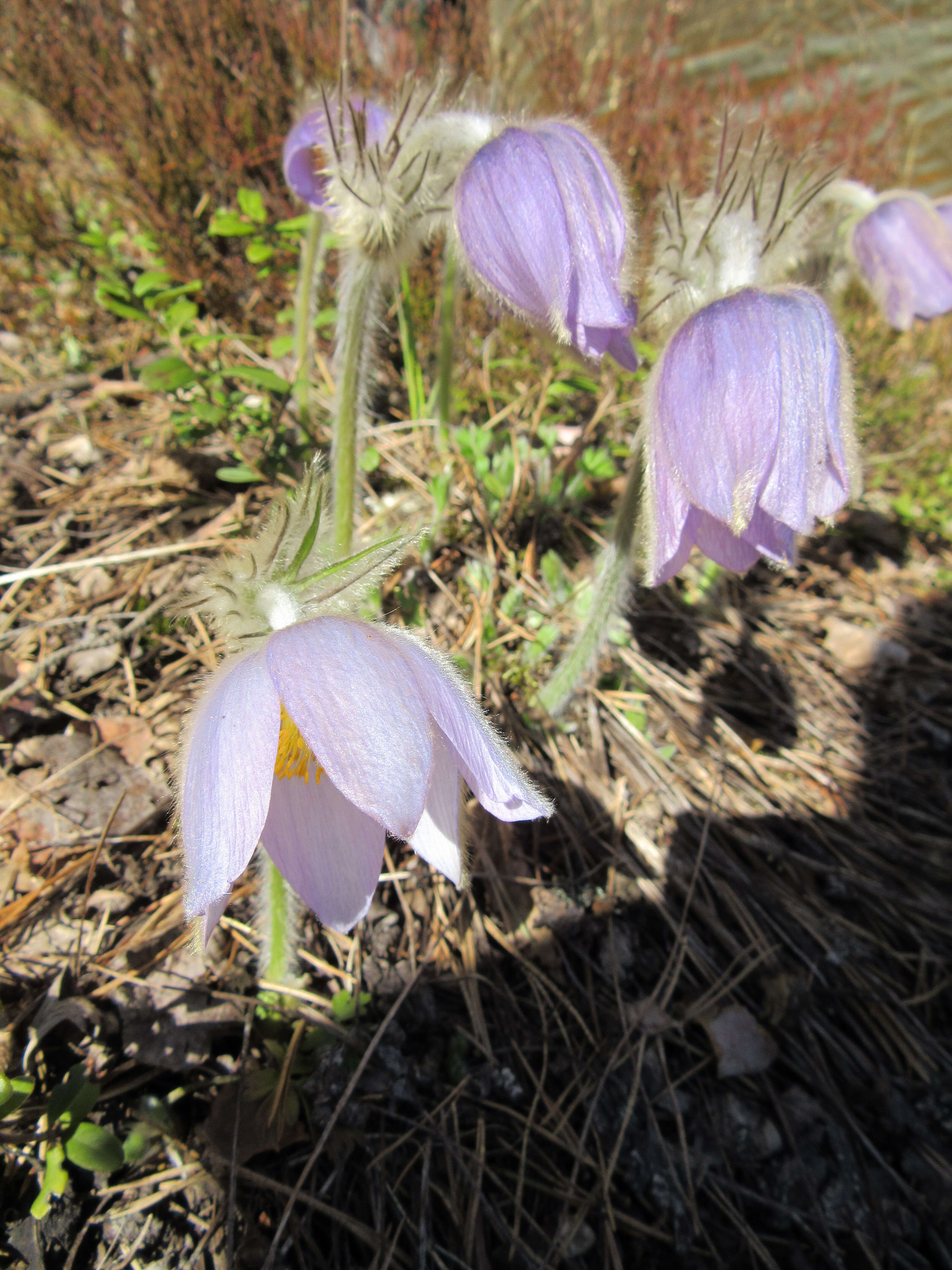 Image of Eastern Pasque Flower