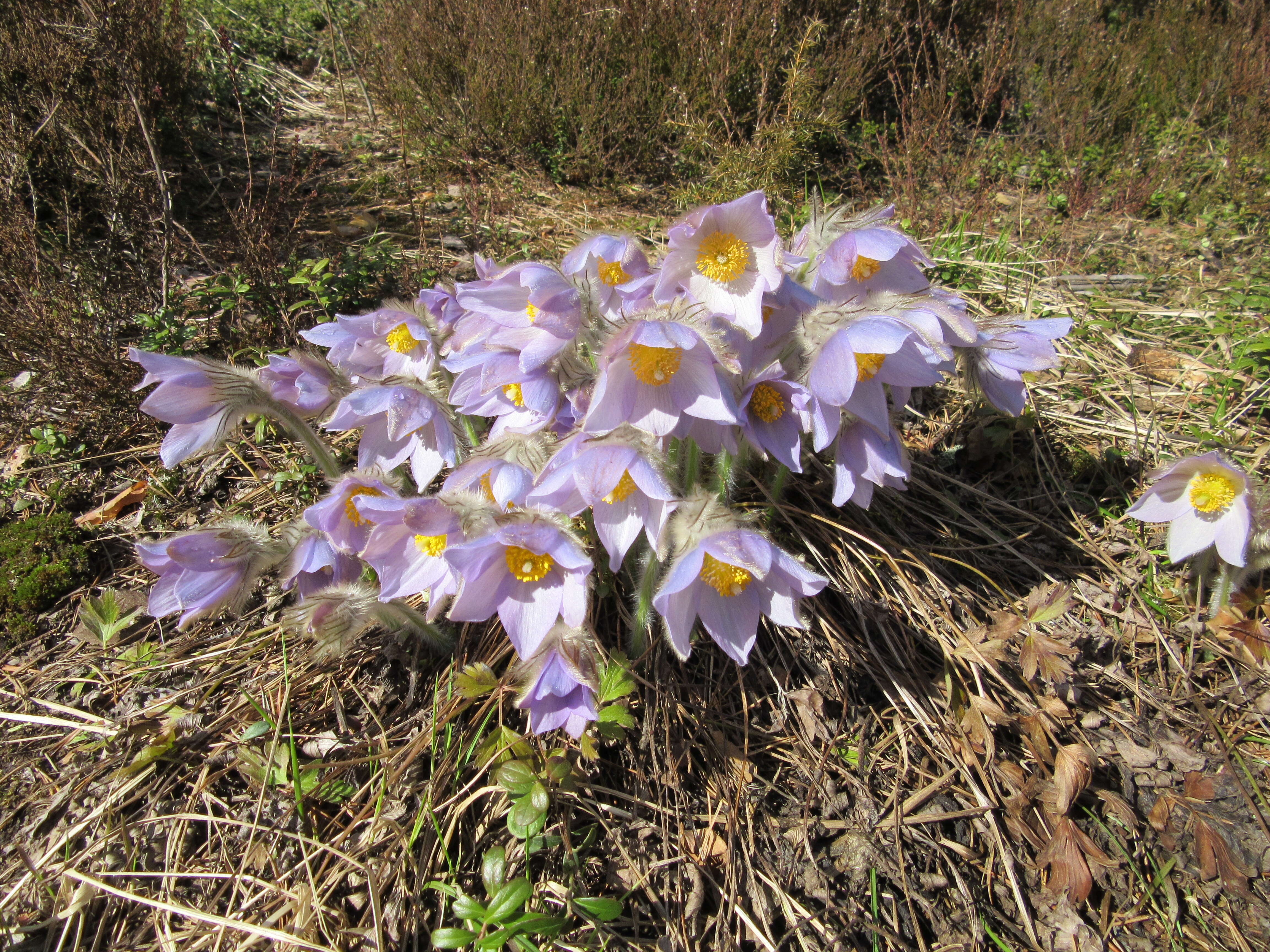 Image of Eastern Pasque Flower