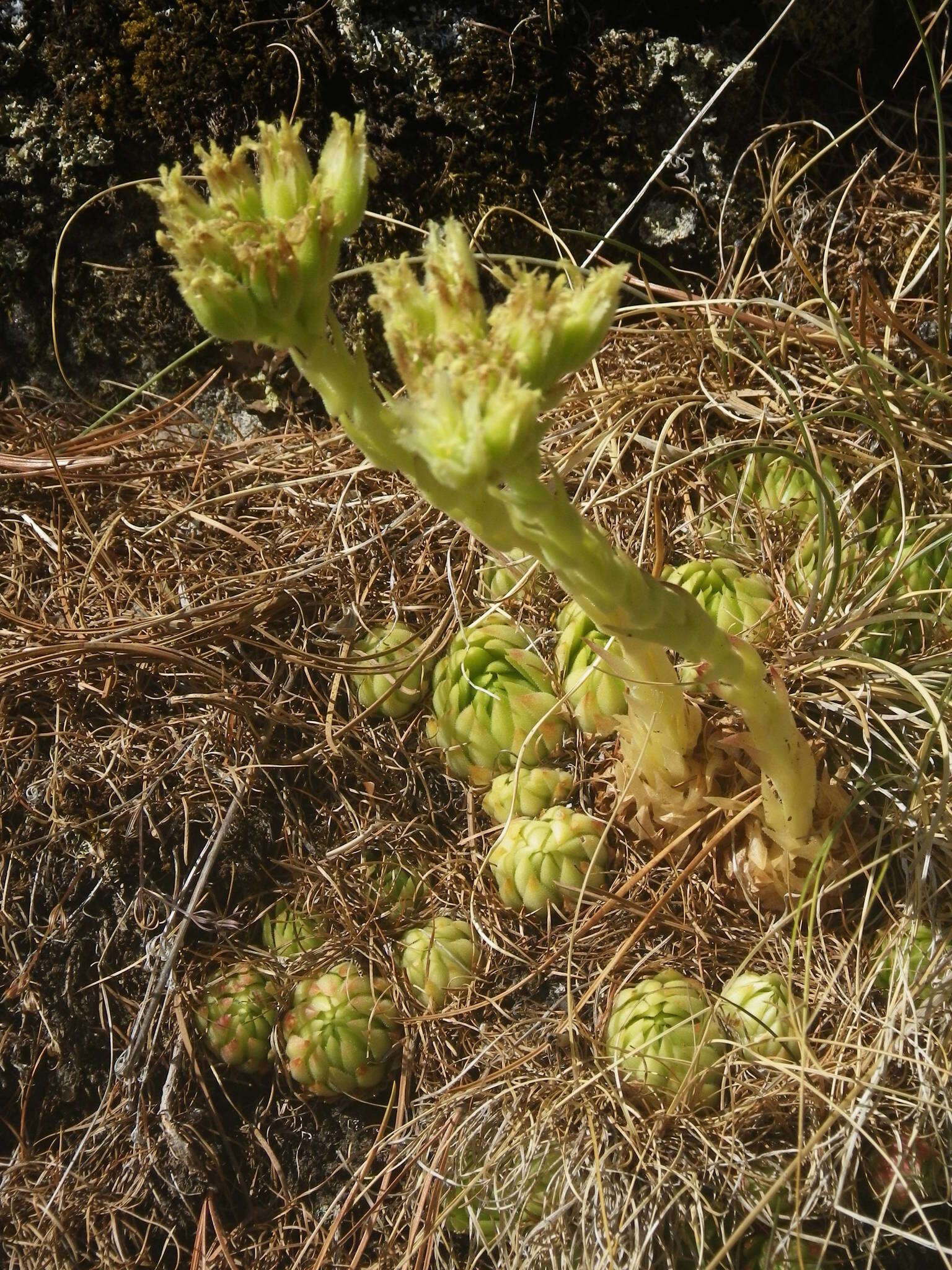 Imagem de Sempervivum globiferum subsp. allionii (Jord. & Fourr) H.