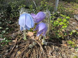 Image of Eastern Pasque Flower