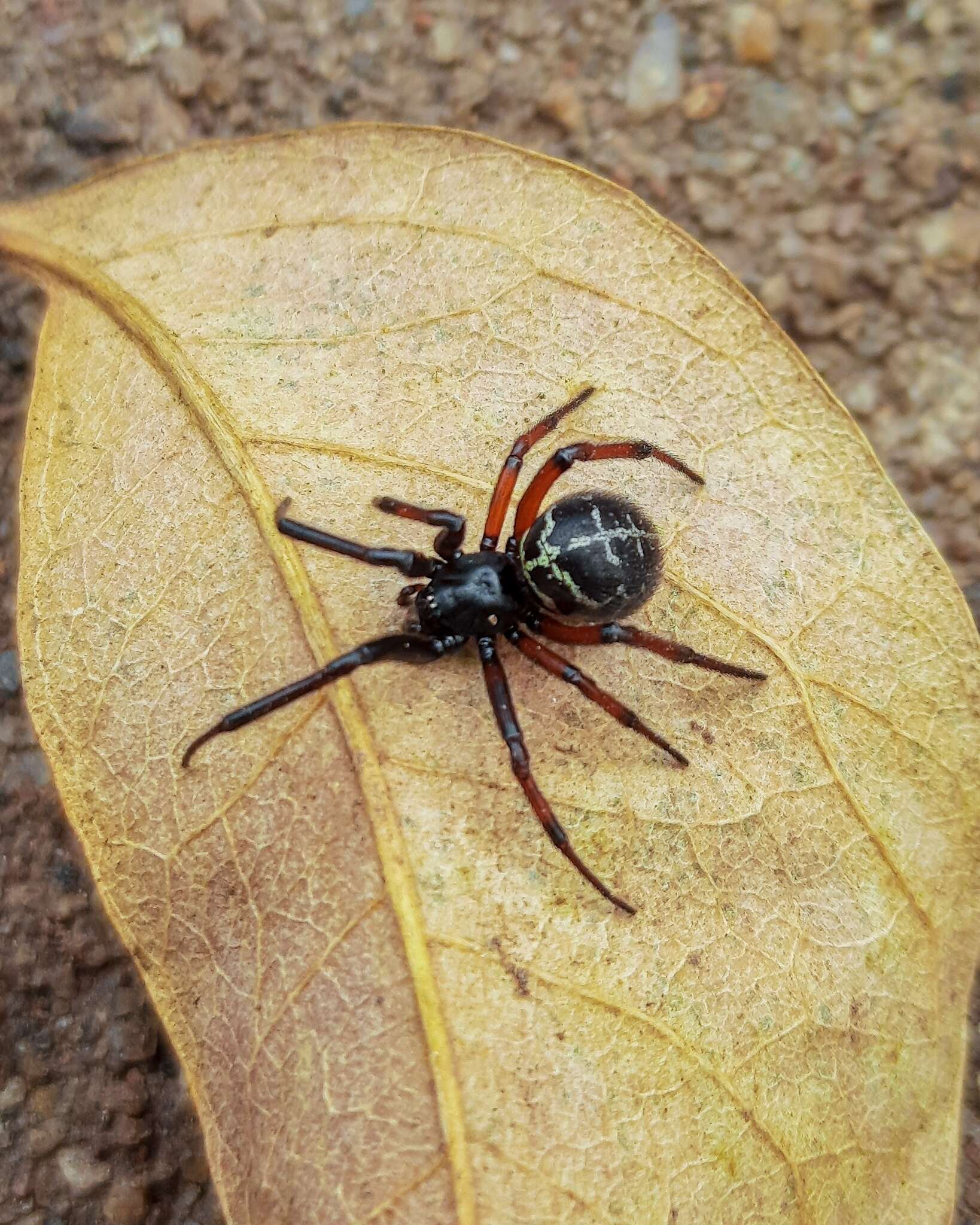 Image of Steatoda diamantina Levi 1962