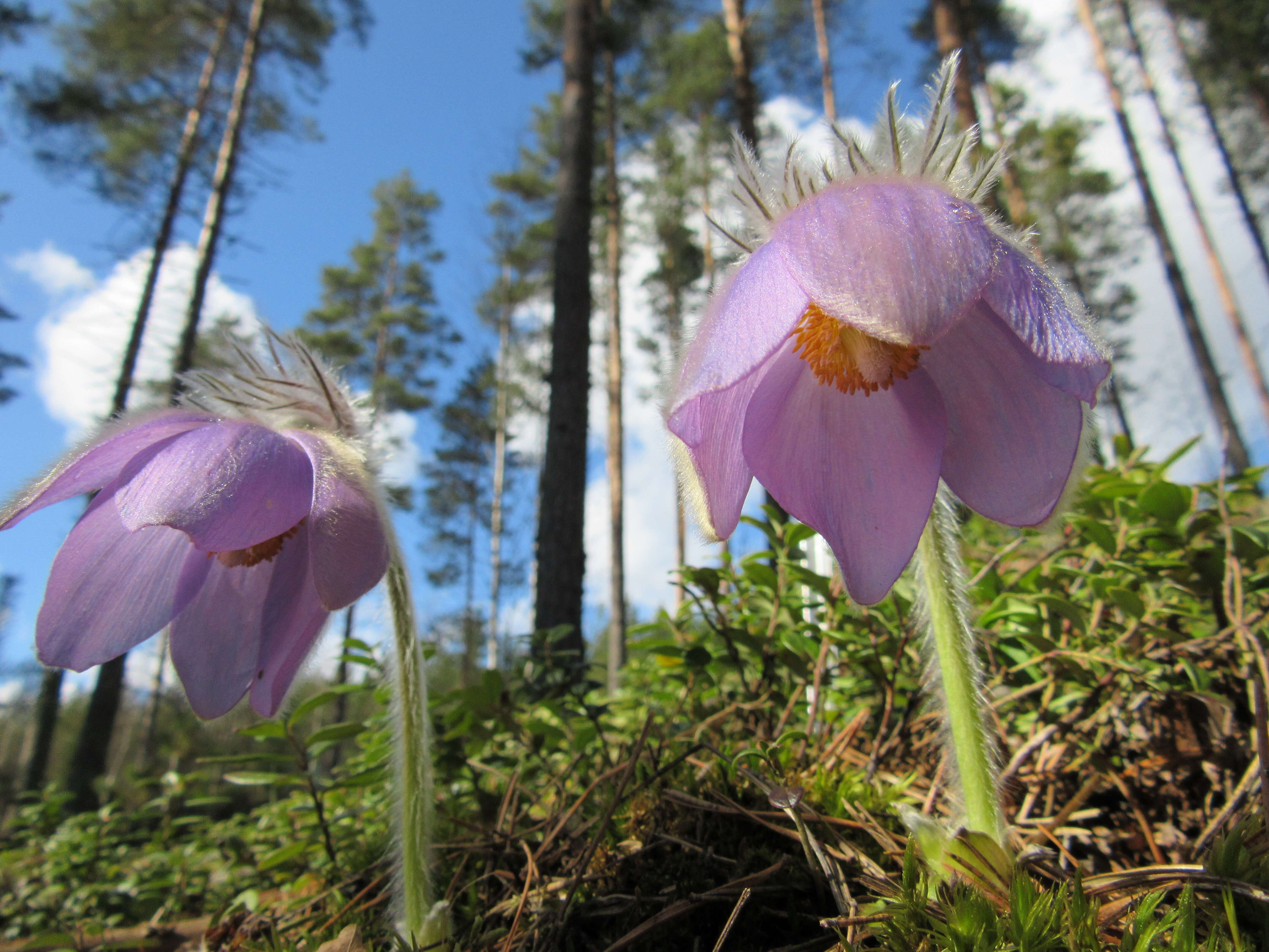 Image of Eastern Pasque Flower