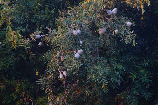 Image de Swietenia humilis Zucc.