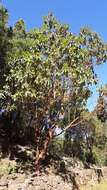 Image of Canary Islands Strawberry-tree