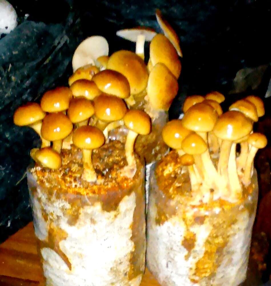 Слика од Pholiota nameko (T. Itô) S. Ito & S. Imai 1933