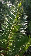 Image of giant leather fern