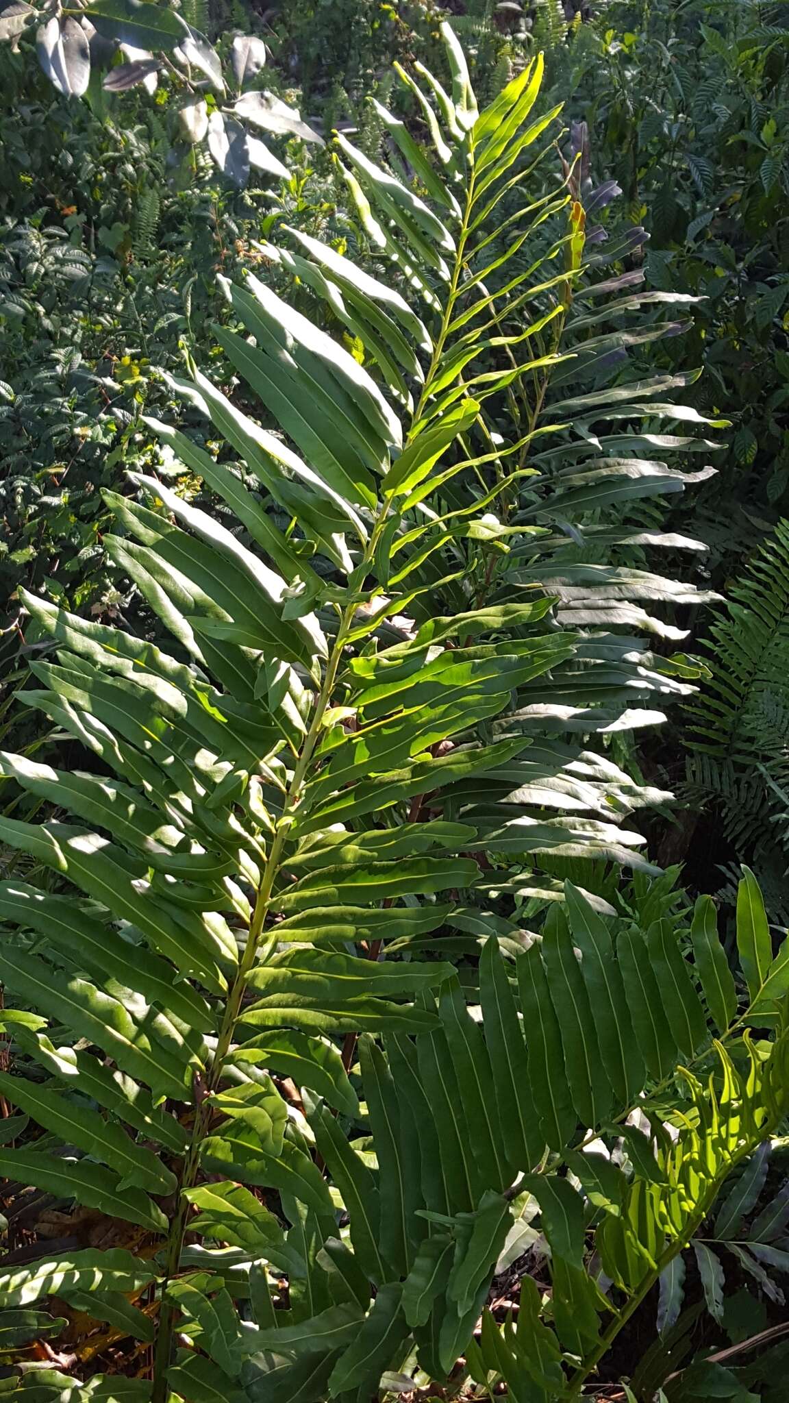 Image of giant leather fern