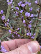 Image of Hovea asperifolia subsp. asperifolia