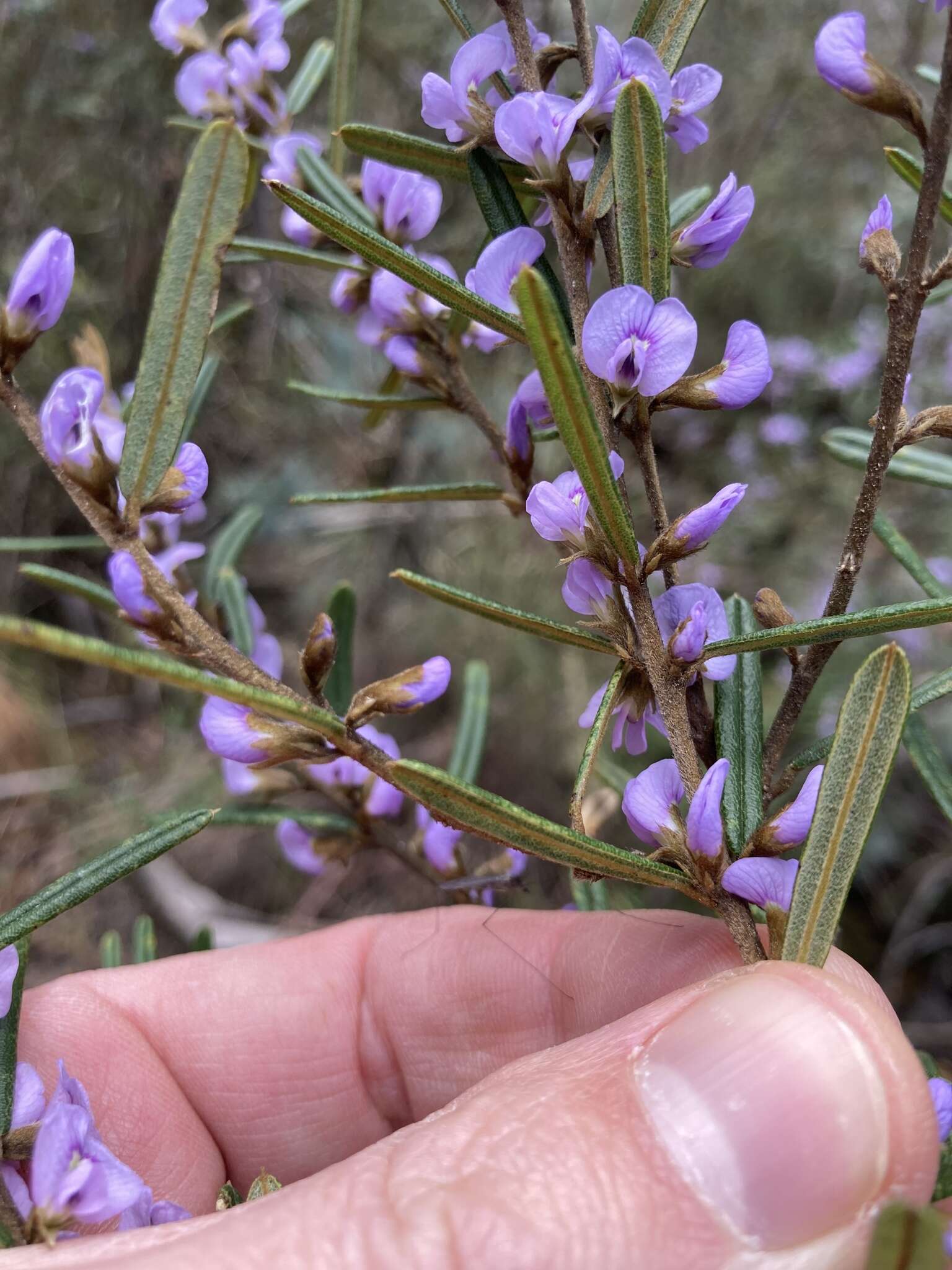 Image of Hovea asperifolia subsp. asperifolia