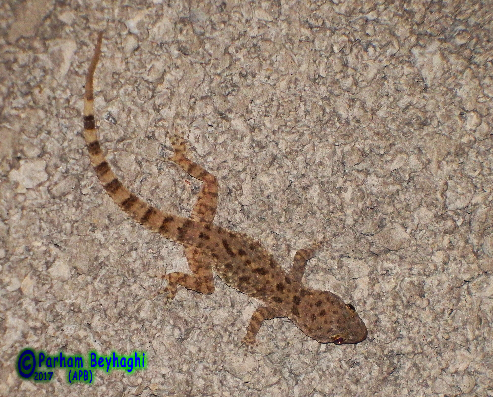 Image of Kachh Gecko