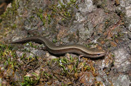 Image of European Copper Skink