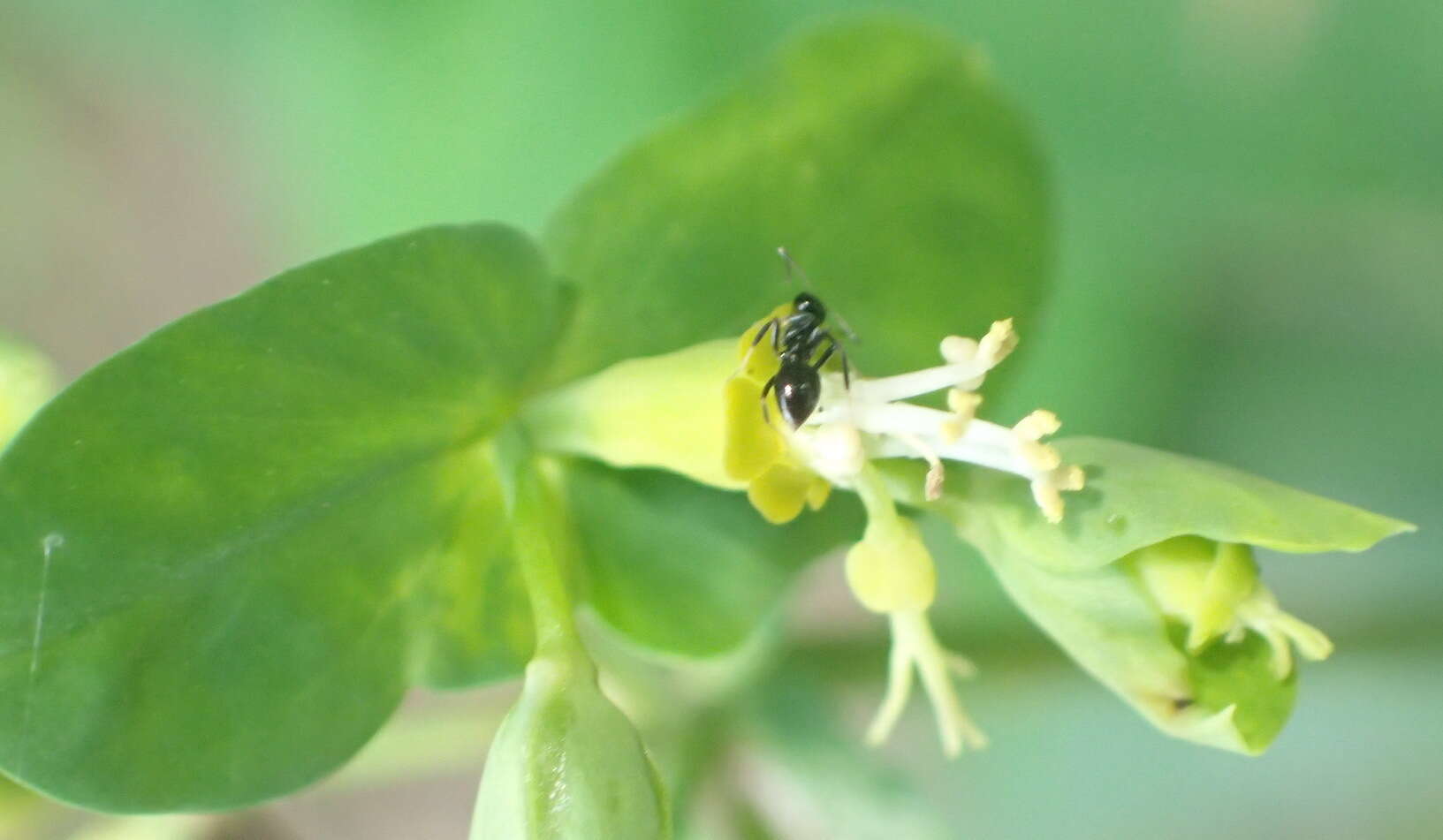 Image of Euphorbia kraussiana Bernh. ex C. Krauss