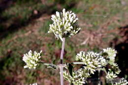 Plancia ëd Mikania cordifolia (L. fil.) Willd.