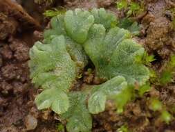 Image of Riccia glauca L.