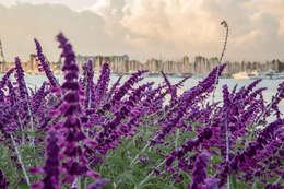 Imagem de Salvia leucantha Cav.