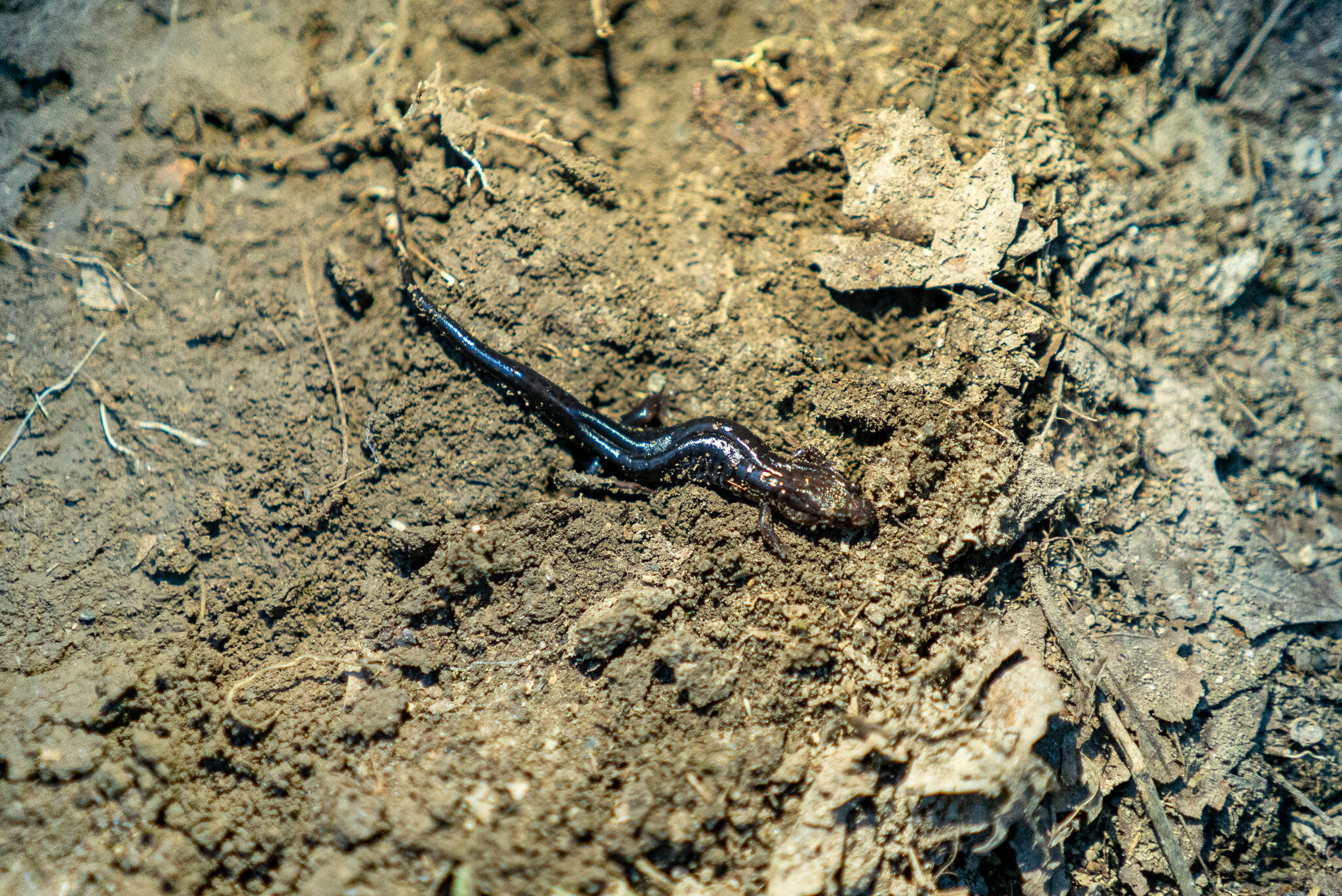 Image of Desmognathus orestes Tilley & Mahoney 1996