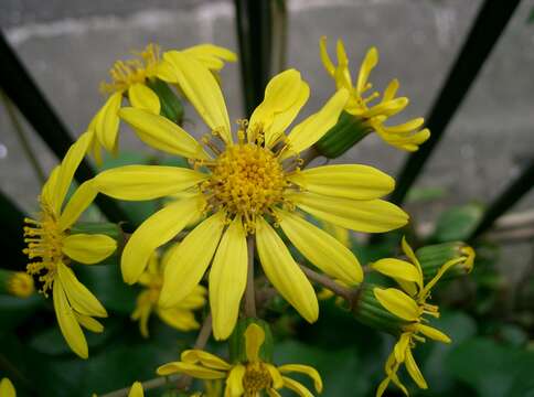 Image of Leopard plant