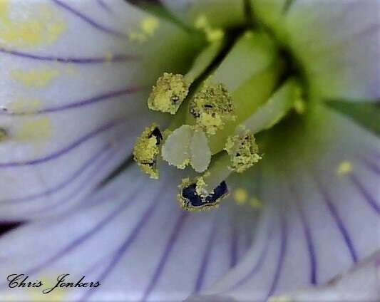 Image of Gentianella cunninghamii (L. G. Adams) Glenny