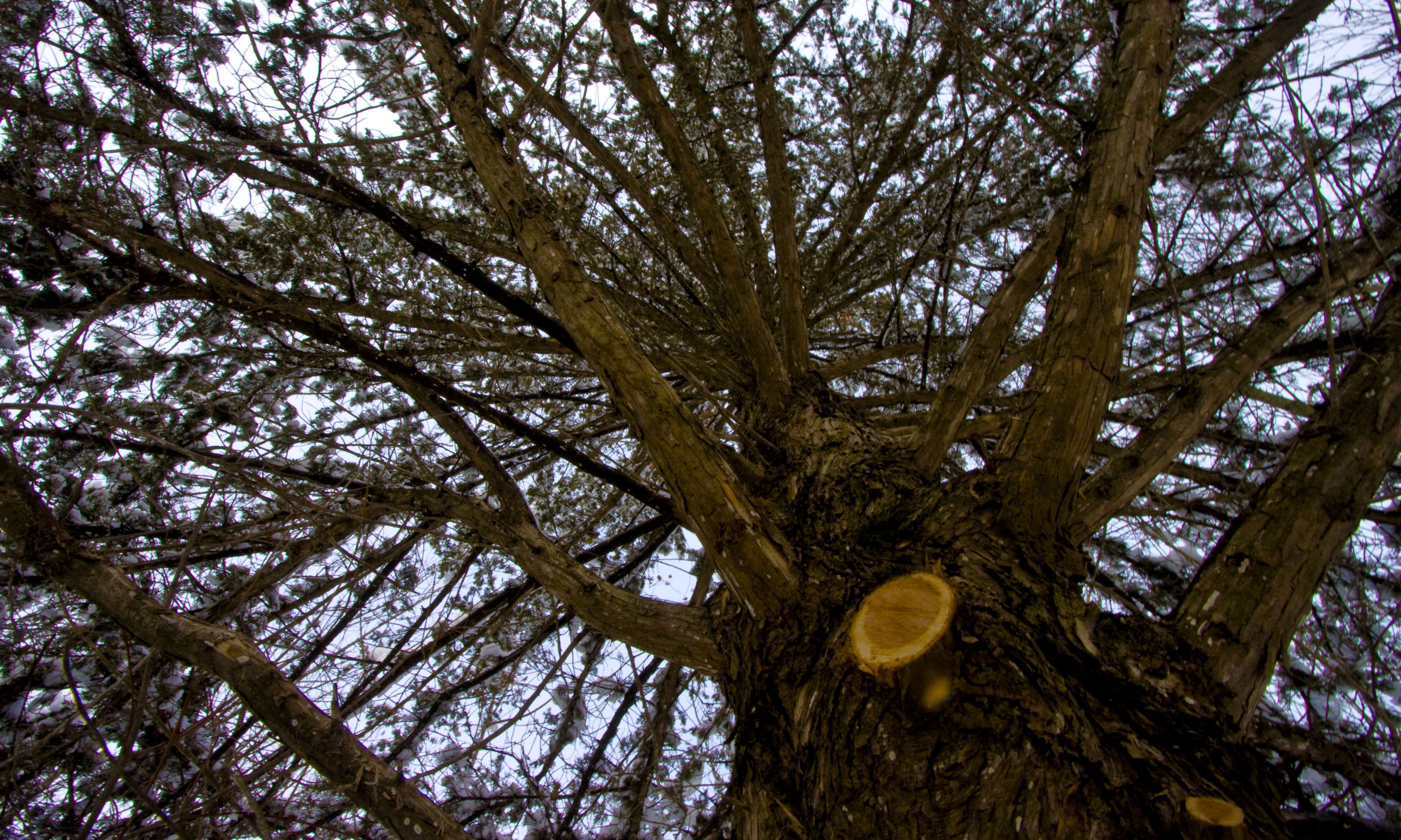 Imagem de Juniperus virginiana L.