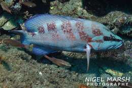 Image of Freckled Rock-cod