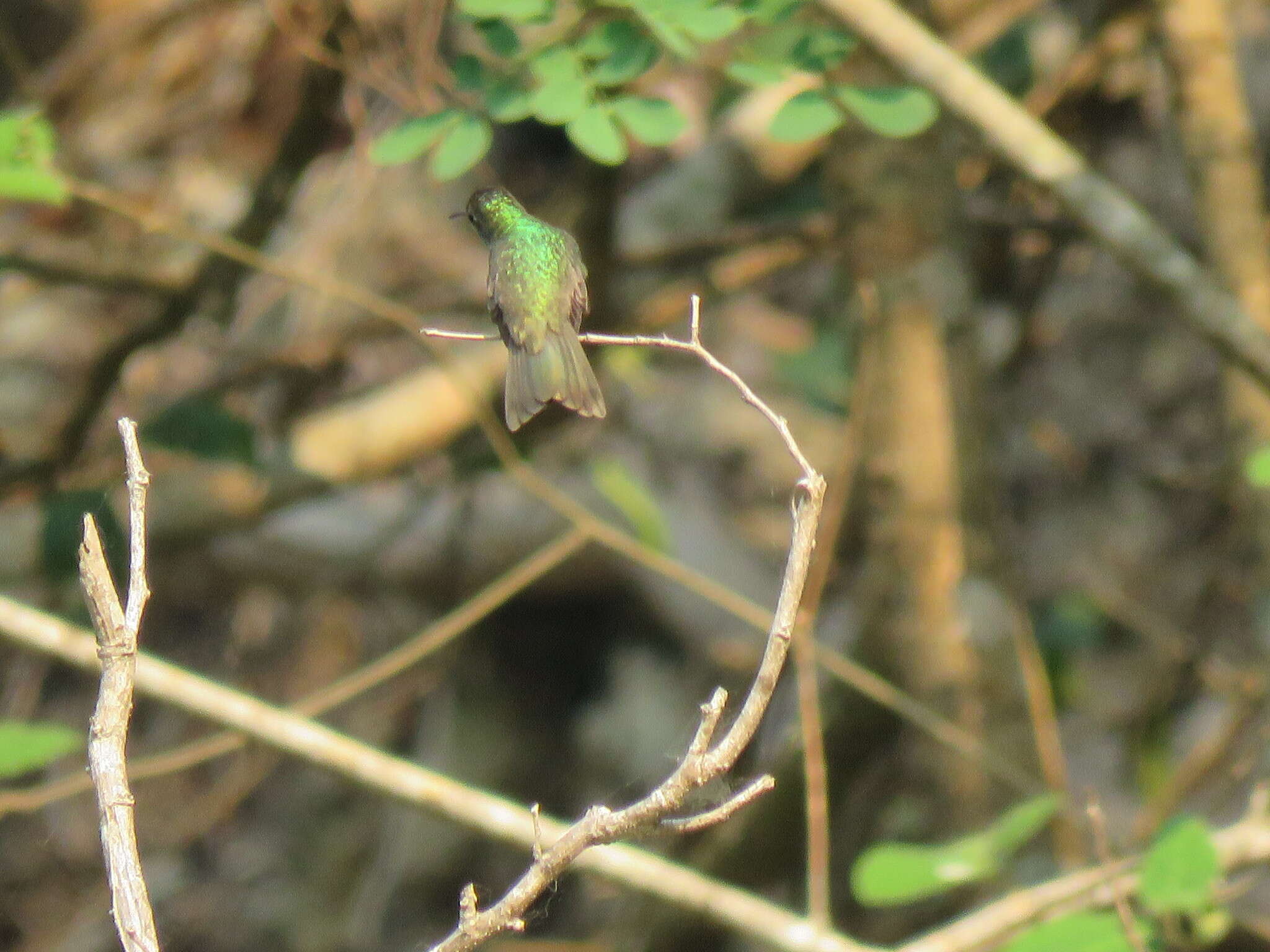 Image of Honduran Emerald