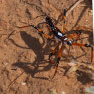 Image of Poecilosphodrus gratiosus (Stål 1859)