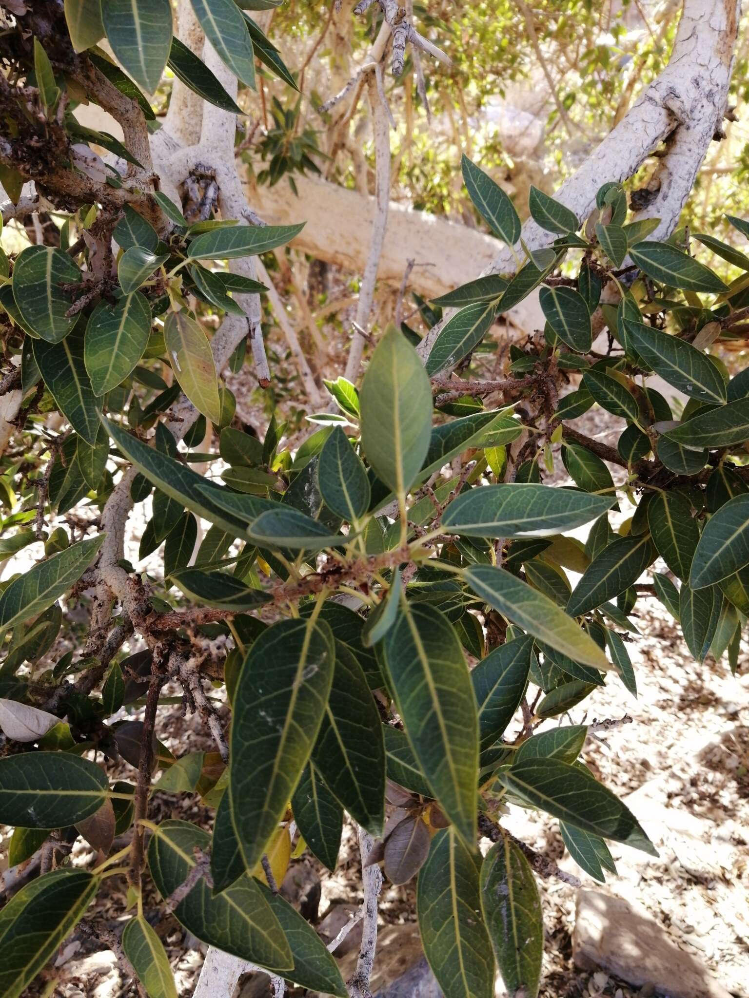 Image of Ficus cordata Thunb.