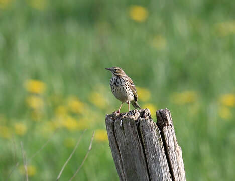 Image of Meadow Pipit