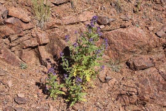 Phacelia bakeri (Brand) J. F. Macbr.的圖片