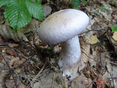 Image of light violet cortinarius