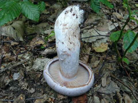 Image of light violet cortinarius