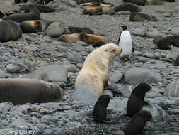 Image of Antarctic Fur Seal