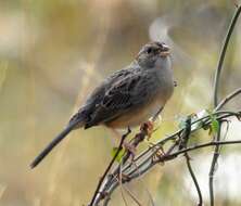 Image of Bachman's Sparrow