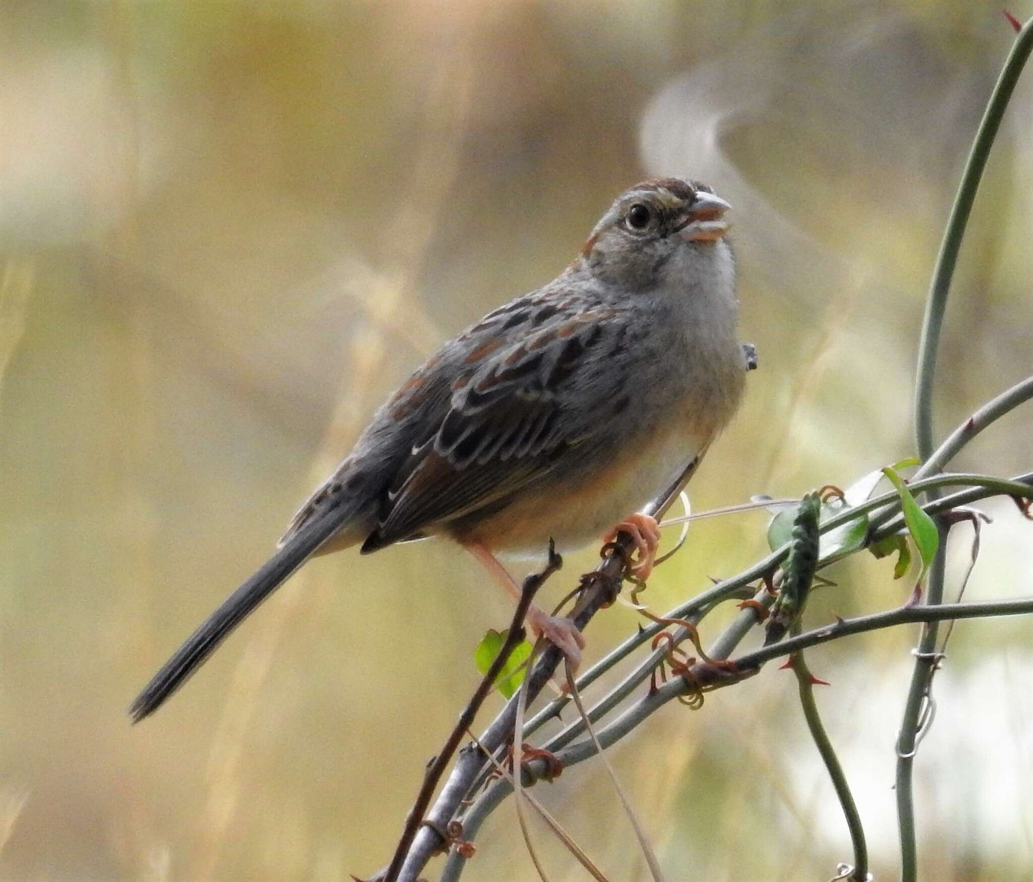 Image of Bachman's Sparrow