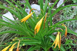 Image of Hemerocallis forrestii Diels