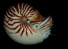 Plancia ëd Nautilus macromphalus G. B. Sowerby II 1849