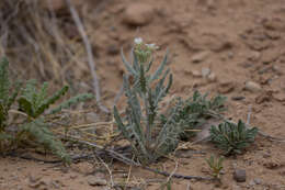 Image of Dimorphocarpa wislizenii (Engelm.) Rollins