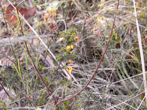 Image of Dillwynia phylicoides A. Cunn.