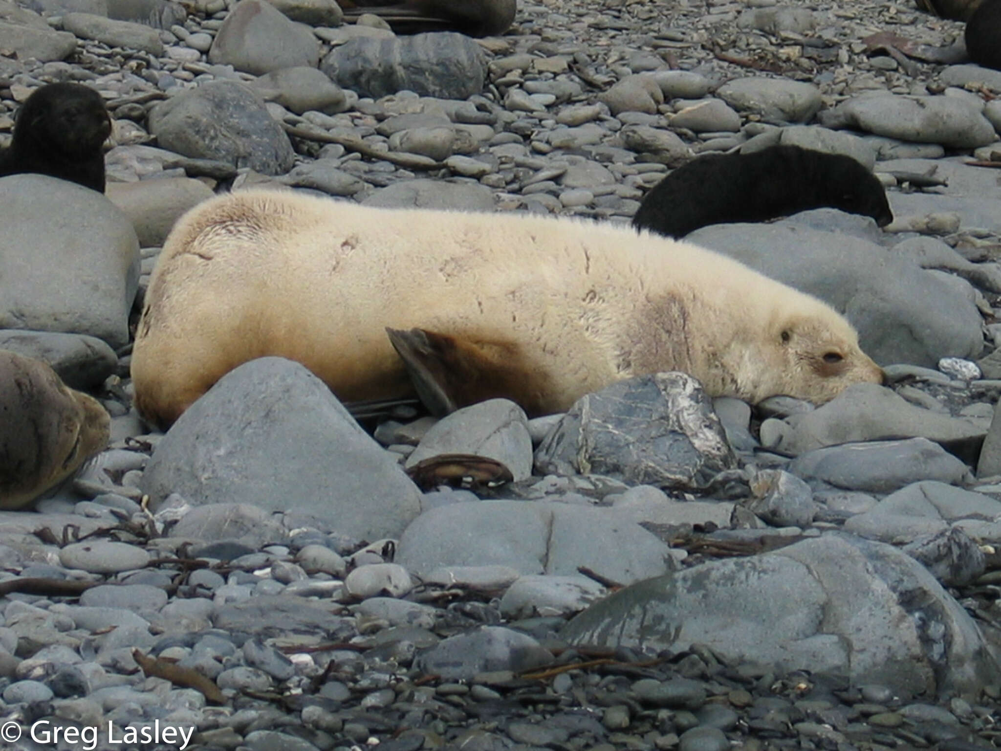 Image of Antarctic Fur Seal