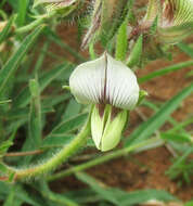 Image of Crotalaria burkeana Benth.